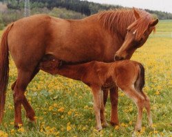 Zuchtstute Aidee ox (Vollblutaraber, 1987, von Galba ben Afas ox)