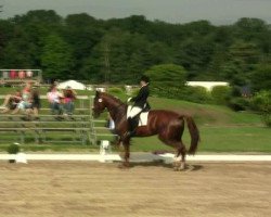 dressage horse Laurensberg (Rheinländer, 2006, from Lord Loxley I)