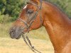 stallion Zamarec ox (Arabian thoroughbred, 1989, from Galib ben Afas ox,1273)