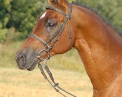 stallion Zamarec ox (Arabian thoroughbred, 1989, from Galib ben Afas ox,1273)