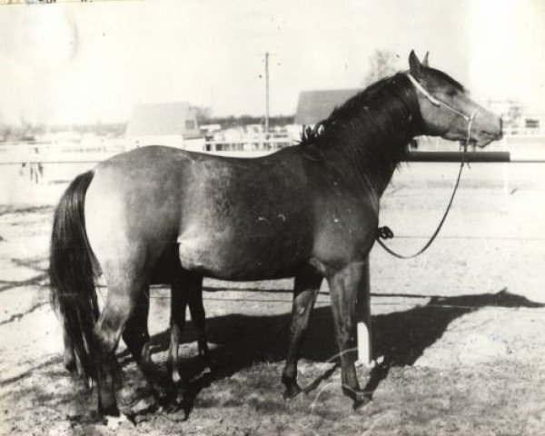 Zuchtstute Zyana ox (Vollblutaraber, 1973, von Abu Afas 1947 ox)