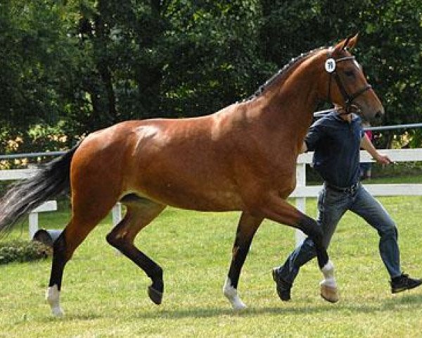 Zuchtstute Cassandra 275 (Westfale, 2006, von Curd)