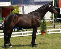 broodmare Cosima (Westphalian, 2005, from Conceicao)