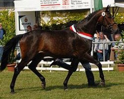 broodmare Sophia 17 (Westphalian, 2005, from Sandro Hit)