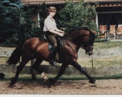 stallion Llanarth Mostyn Triton (Welsh-Cob (Sek. D), 1979, from Llanarth True Briton)