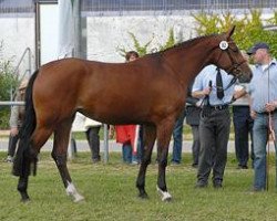 broodmare Cayenne 167 (Westphalian, 2005, from Conceicao)