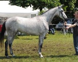 broodmare Cathi (Westphalian, 2008, from Captain Fire)