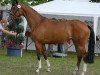 broodmare Cera (Westphalian, 2007, from Chacco-Blue)