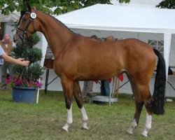 broodmare Cera (Westphalian, 2007, from Chacco-Blue)