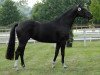 broodmare Quinexa 2 (Westphalian, 2007, from Qusander)