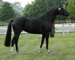 broodmare Quinexa 2 (Westphalian, 2007, from Qusander)