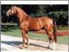 stallion Gracioso (Westphalian, 1986, from Graziano)