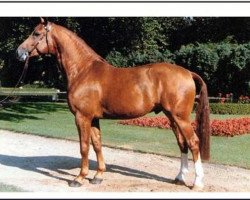 stallion Gracioso (Westphalian, 1986, from Graziano)