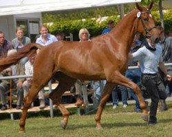 broodmare Perle D (Westphalian, 2007, from Peking)