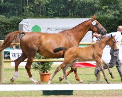 Pferd Riccione Girl (Westfale, 2012, von Riccione)