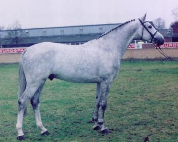 Springpferd Cardino (Holsteiner, 1993, von Carthago)