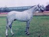 stallion Cardino (Holsteiner, 1993, from Carthago)