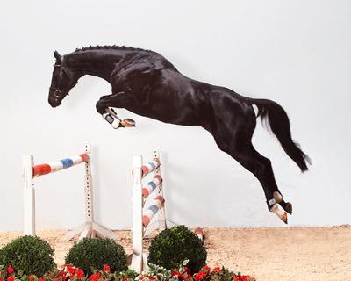 stallion Armand xx (Thoroughbred, 2001, from Winged Love xx)