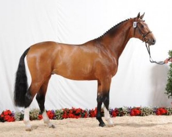 stallion Conrato (Holsteiner, 2008, from Caretino)