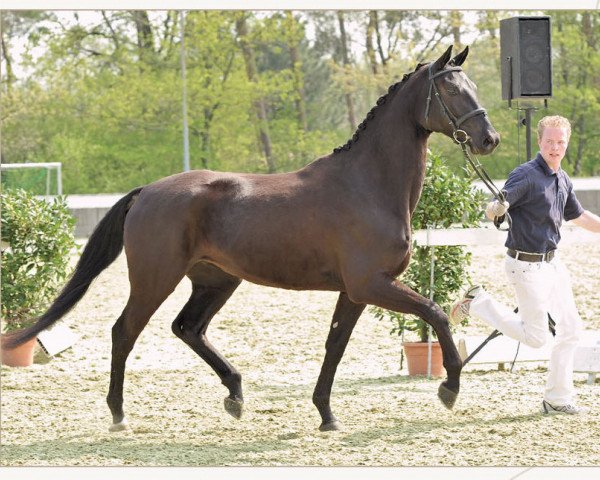 broodmare Funny (Oldenburg, 2007, from Faustinus)