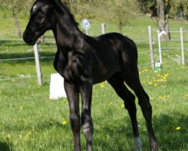 broodmare Bellissima BF (Oldenburg, 2012, from Bretton Woods)