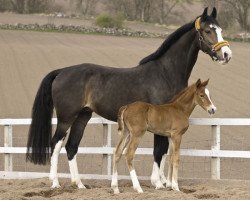 broodmare Velita (KWPN (Royal Dutch Sporthorse), 2002, from Goodtimes)