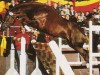 stallion La Piko (Oldenburg, 1991, from Landfriese I)