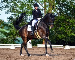 dressage horse Hancock 5 (Hessian Warmblood, 2005, from High Spirits)