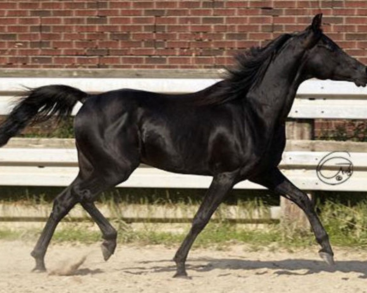 stallion Khaled El Assuad 1983 EAO (Arabian purebred, 1983, from Kasr El Nil 1971 EAO)