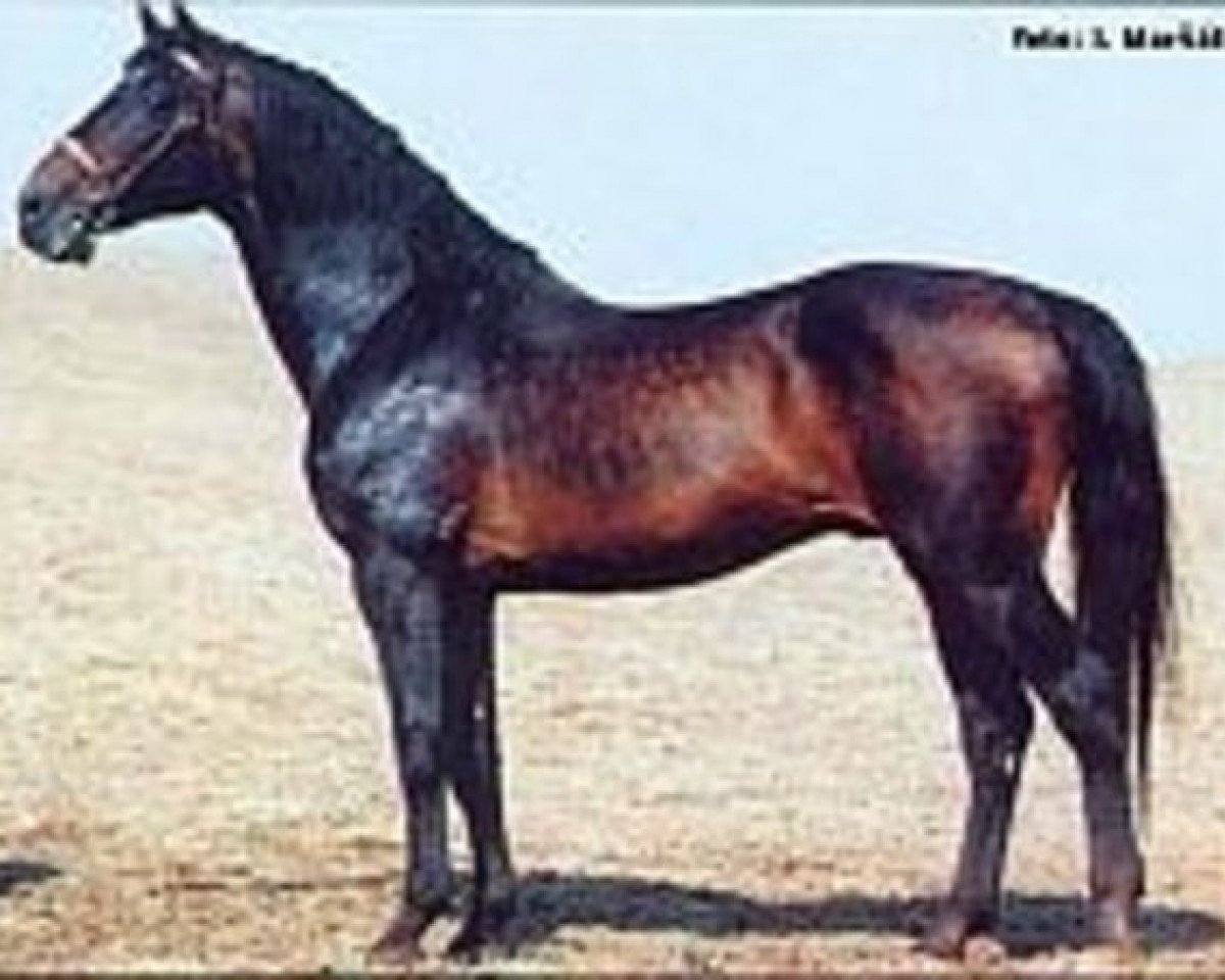 stallion Lantaan (Holsteiner, 1982, from Lord)