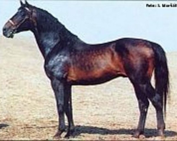 stallion Lantaan (Holsteiner, 1982, from Lord)