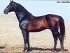 horse Lantaan (Holsteiner, 1982, from Lord 1134)