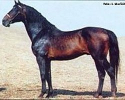 stallion Lantaan (Holsteiner, 1982, from Lord)