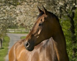 horse Skyline (Oldenburg, 2008, from Sandro Boy)