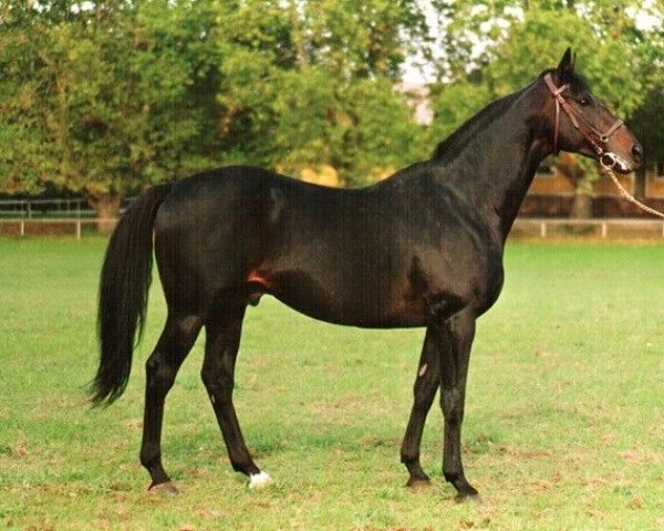 stallion Guarde Royal xx (Thoroughbred, 1984, from Ile de Bourbon xx)