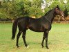 stallion Guarde Royal xx (Thoroughbred, 1984, from Ile de Bourbon xx)