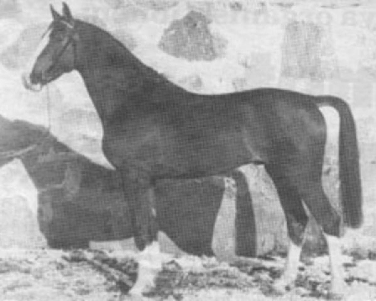 stallion Aladin Z (Hanoverian, 1982, from Alme)