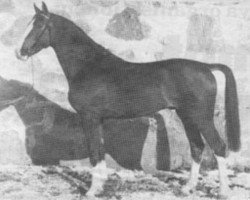 stallion Aladin Z (Hanoverian, 1982, from Alme)