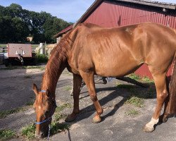 broodmare Dinara (Hanoverian, 2003, from Don Frederico)