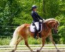 broodmare Santana 64 (Haflinger, 2012)