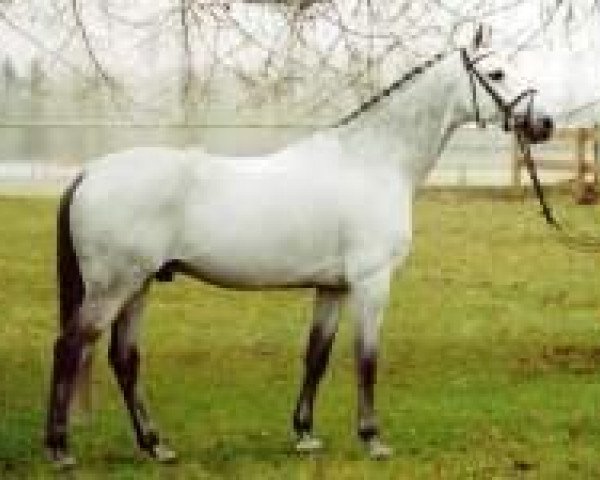 stallion Clearway (Holsteiner, 1993, from Capitol I)