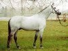 stallion Clearway (Holsteiner, 1993, from Capitol I)