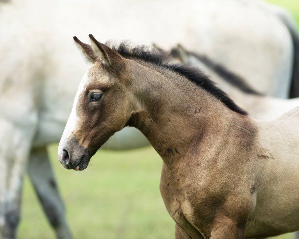 horse Viva Mc Cornet (Nederlands Rijpaarden en Pony, 2018, from McJonnas)