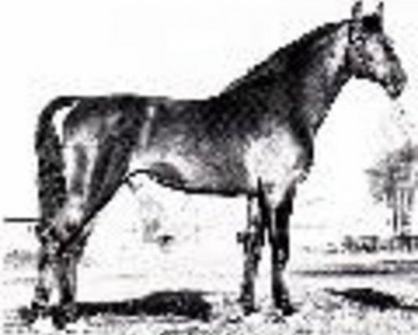 stallion Flacon (Holsteiner, 1965, from Farnese 3804)