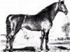 Deckhengst Flacon (Holsteiner, 1965, von Farnese 3804)