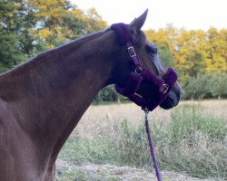 broodmare Venez (Rhinelander, 2014)