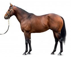 Deckhengst Profitable xx (Englisches Vollblut, 2012, von Invincible Spirit xx)