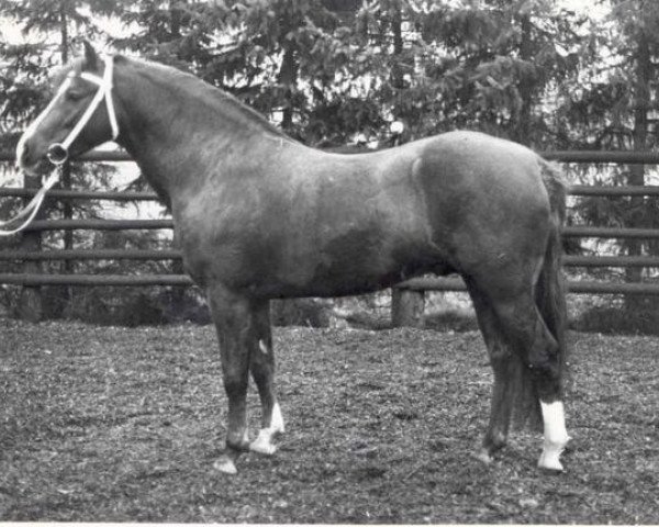 stallion Courage (Welsh-Pony (Section B), 1986, from Constantin)