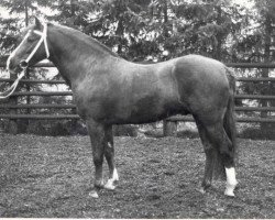 Deckhengst Courage (Welsh Pony (Sek.B), 1986, von Constantin)