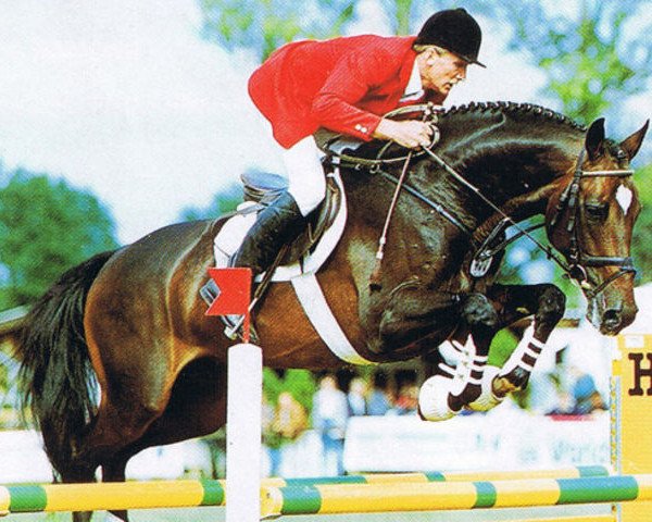 stallion Linaro (Holsteiner, 1989, from Landgraf I)
